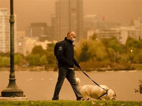 How to keep your pets safe from wildfire smoke